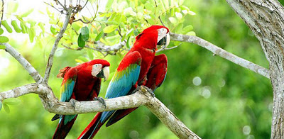 бразильские попугаи