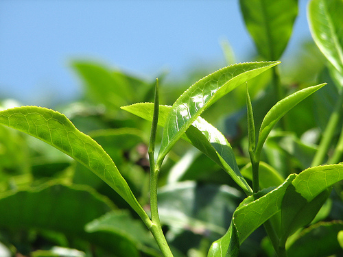 Зеленый чай способствует совершенствованию обучения и укреплению памяти