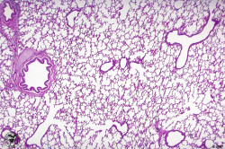 Клеточный состав эпителия альвеол