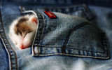 Котенок спящий в кармане джинсов фото