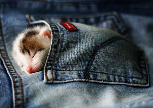 Котенок спящий в кармане джинсов фото