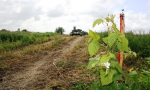 Vinozavr.ru