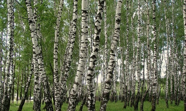 березовая роща на даче