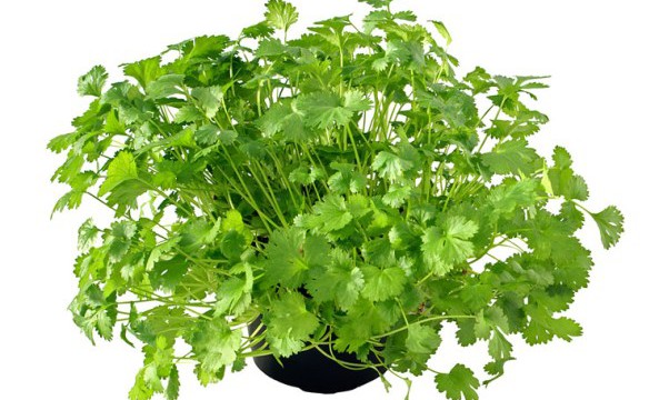 Coriander