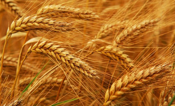 Как-правильно-высаживать-пшеницу