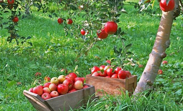 Как-ухаживать-за-яблоневым-садом
