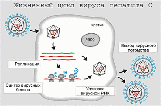 zhiznennyy-tsikl-virusa-gepatita-s