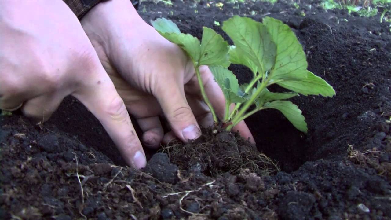 Как правильно посадить клубнику?