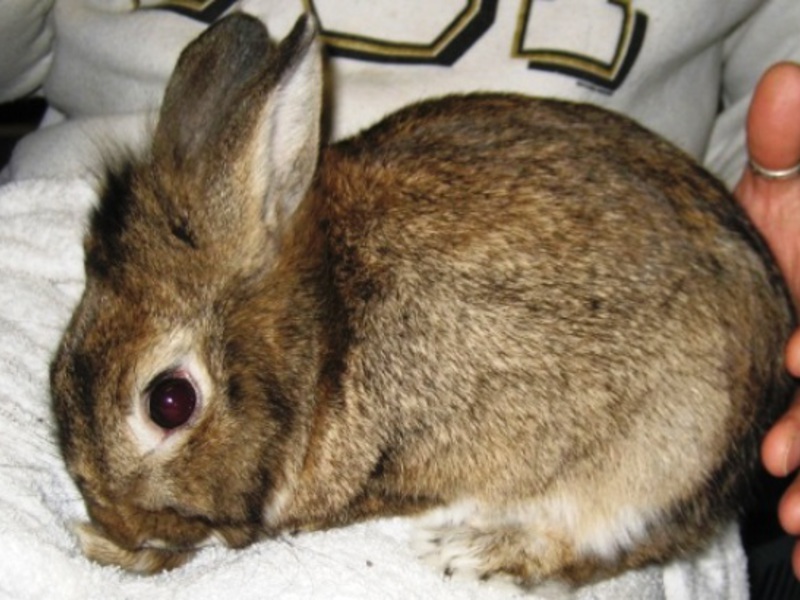 Какие болезни наиболее распространены среди кроликов?