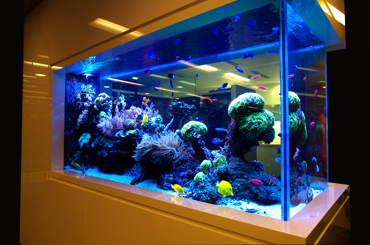 Какие необычные животные могут жить в аквариуме?