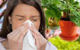 Как снизить риск возникновения аллергии на комнатные растения?