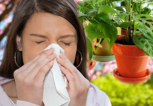 Как снизить риск возникновения аллергии на комнатные растения?
