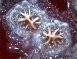 Морская бактерия Bacillus licheniformis - новое средство от насморка