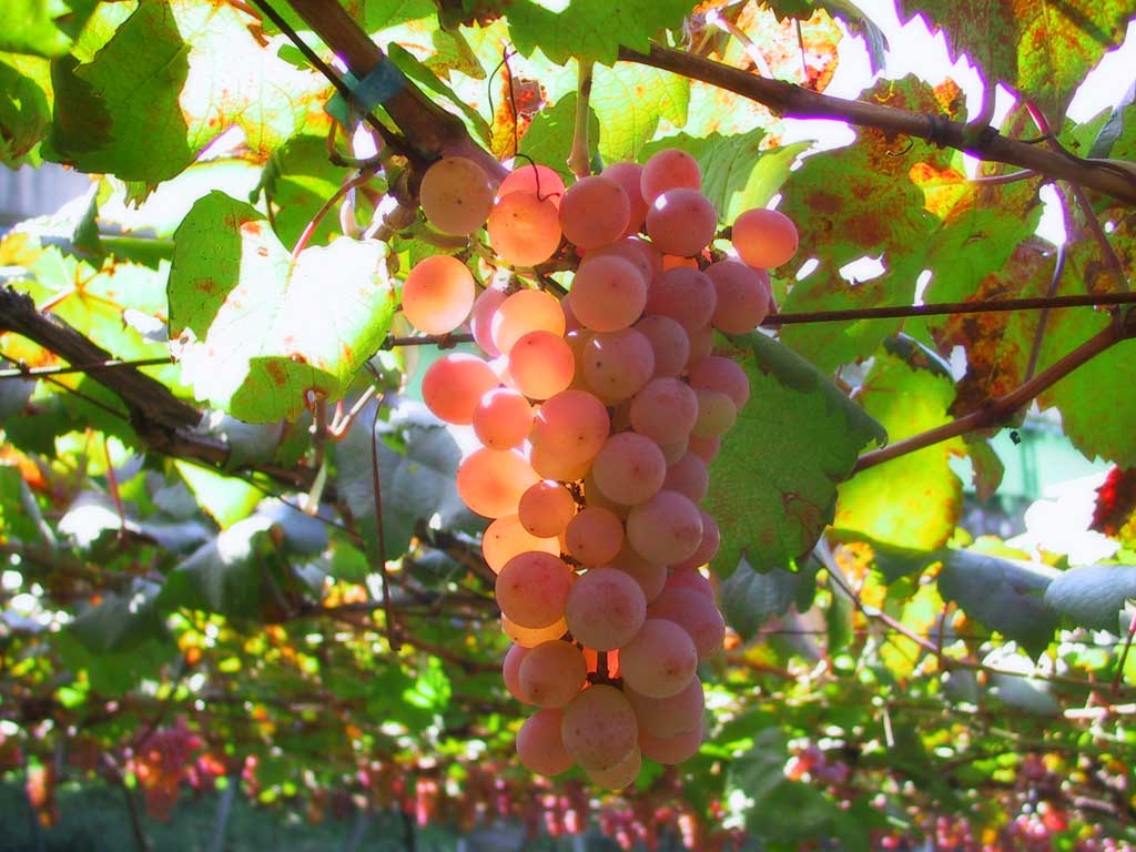 grapes_01[1]