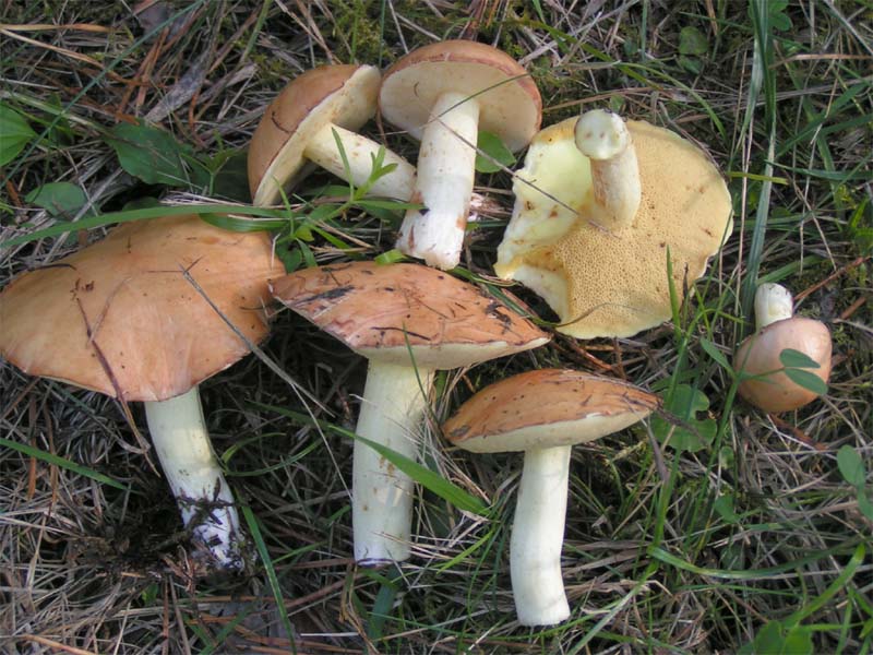 Маслята грибы фото