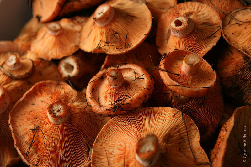 Рыжики грибы осени фото