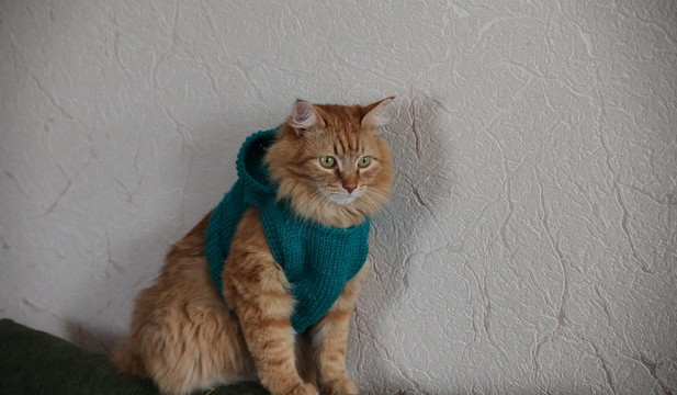 Кот в теплом свитере фото