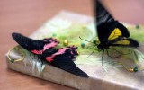 Бабочки в подарок фото
