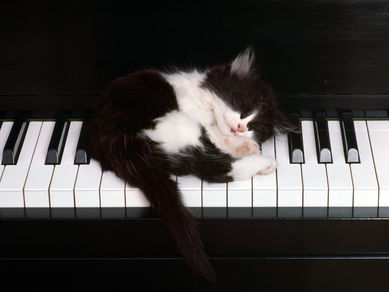 Котик на пианино фото