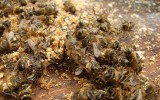 настойка из пчелиного подмора