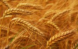 Как-правильно-высаживать-пшеницу