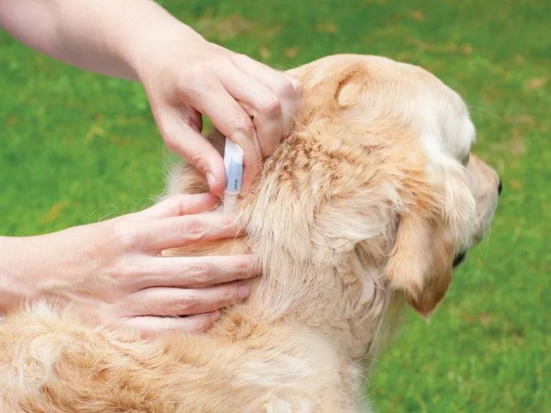 Особенности применения капель против блох для собак