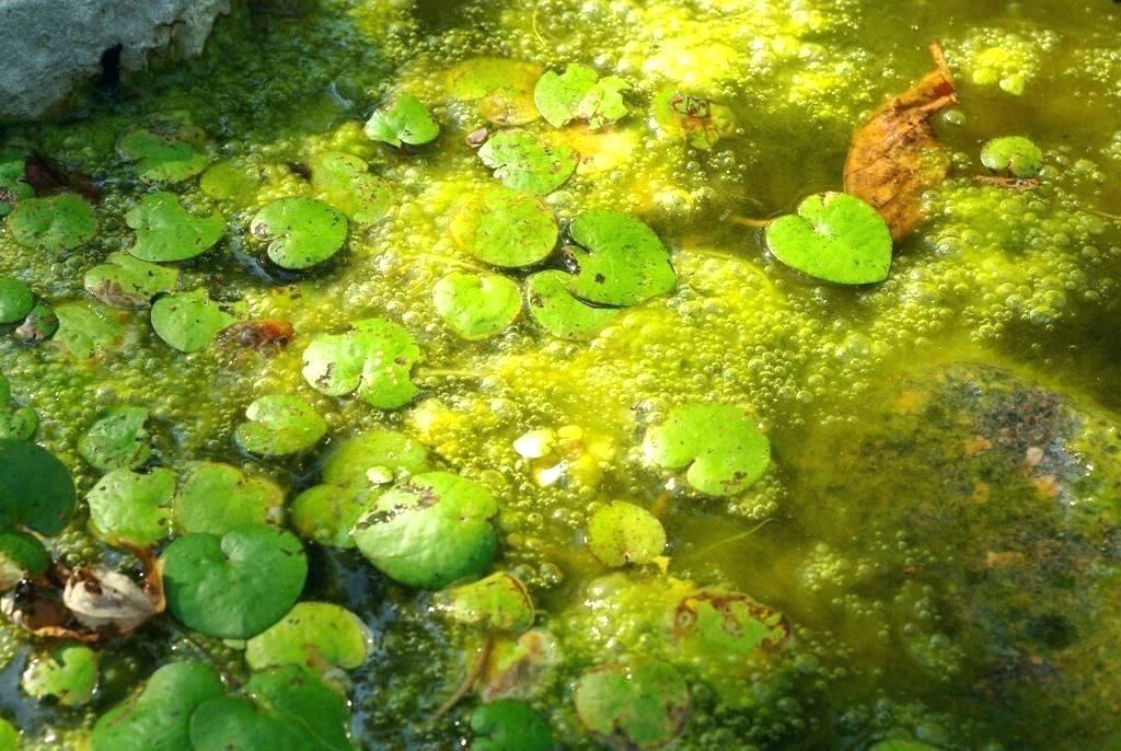 Как бороться с водорослями в пруду?