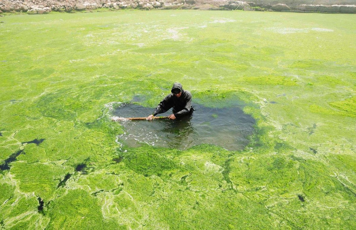 Как бороться с водорослями в пруду?