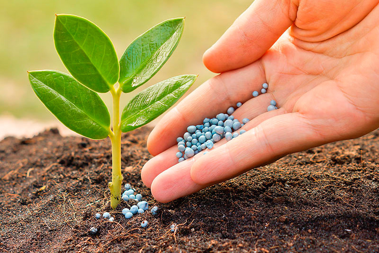 Удобрения и пакеты для гидропоники: как правильно подкармливать растения без почвы